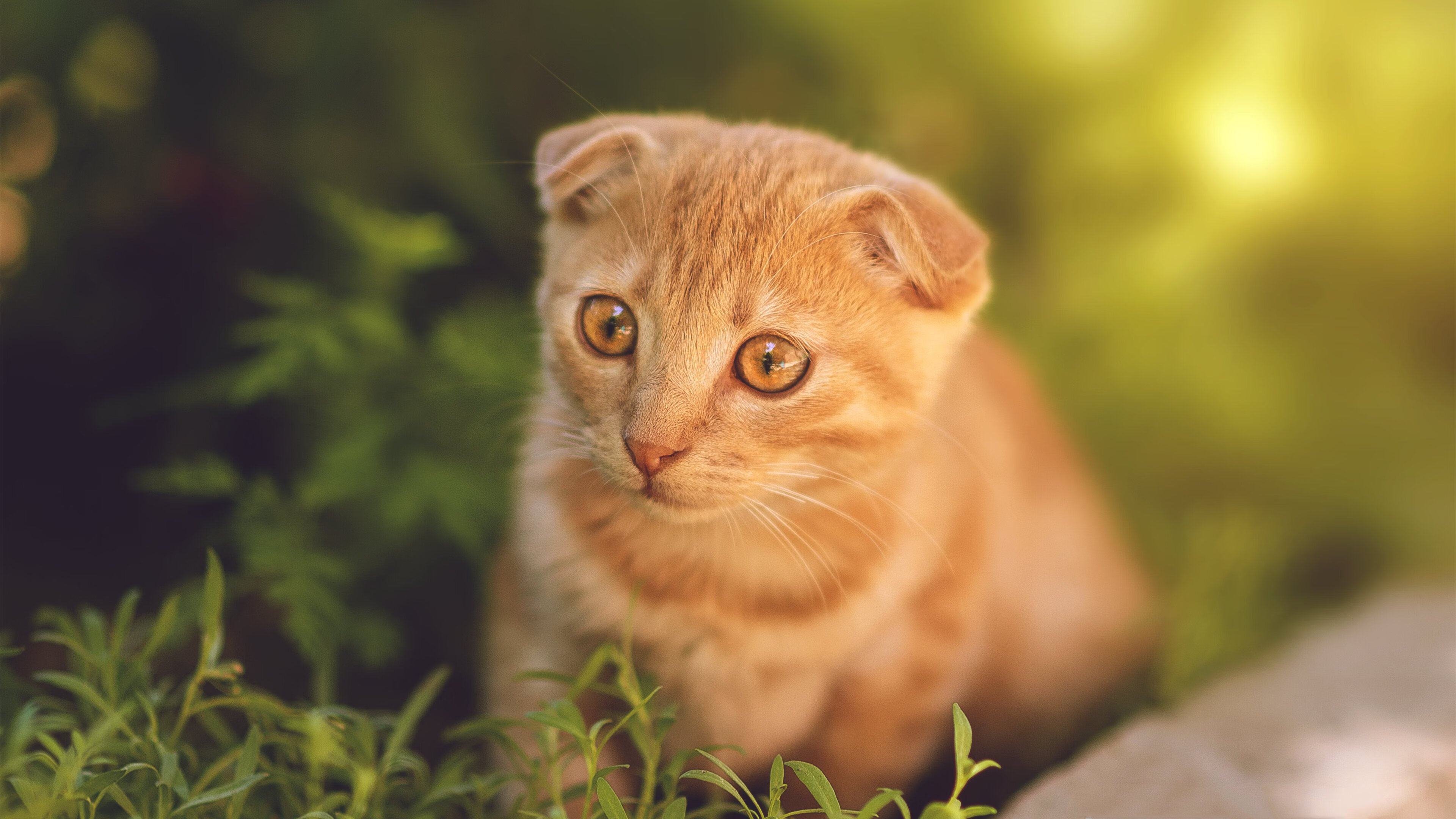 “逆风翻盘:车手逆境中逆袭的传奇”,逆风翻盘视频