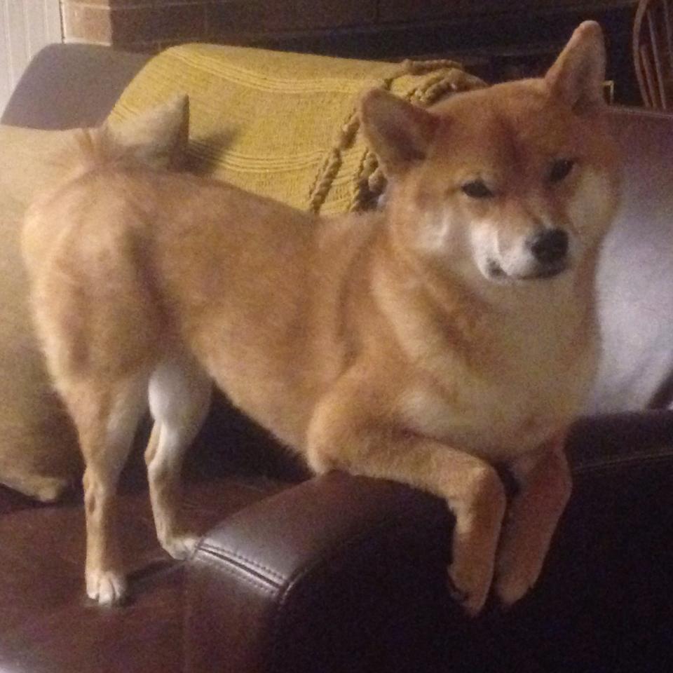 开云官网在线-“生死瞬间:救援背后的人性光辉”,生死瞬间视频