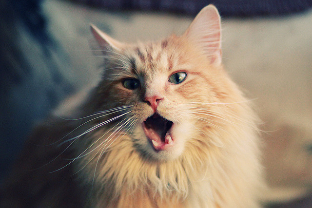 KAIYUN 中国大陆-《电竞帮扶贫困地区:公益赛事助力乡村振兴》,电竞帮可不可靠